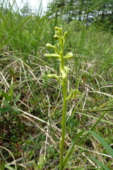 Platanthera tipuloides
