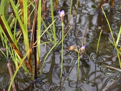 Utricularia limosa