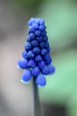 Muscari