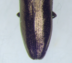 Buprestidae