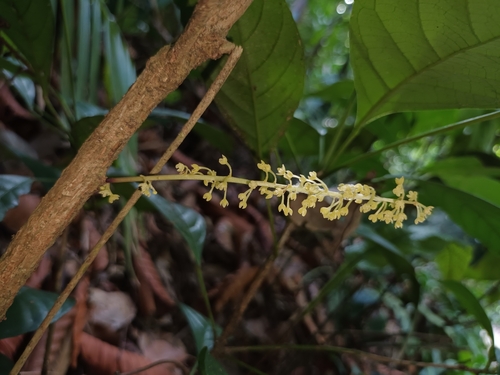 Image of Baccaurea parviflora by (c) Samuel Lee, some rights reserved (CC BY)
