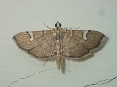 Chalcidoptera appensalis