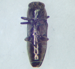 Buprestidae