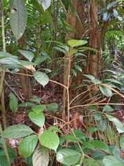 Baccaurea parviflora