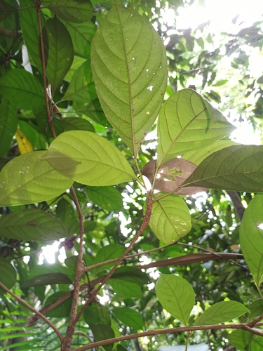 Image of Baccaurea parviflora by (c) Samuel Lee, some rights reserved (CC BY)