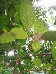 Baccaurea parviflora