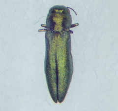 Buprestidae