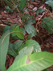 Baccaurea parviflora