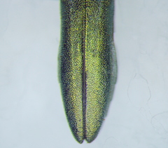 Buprestidae
