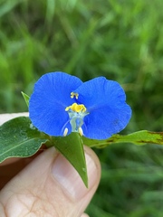 Commelina ensifolia