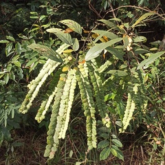 Phyllodium pulchellum