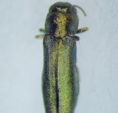 Buprestidae