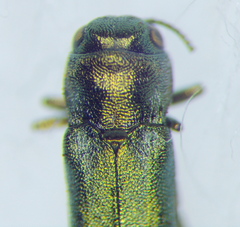 Buprestidae