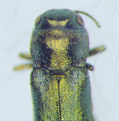 Buprestidae