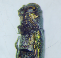 Buprestidae