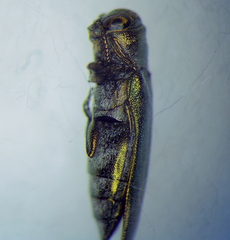 Buprestidae