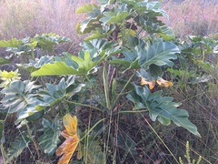 Thaumatophyllum saxicola