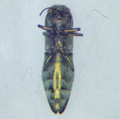 Buprestidae