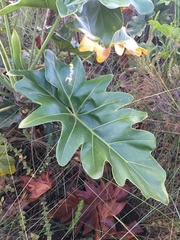 Thaumatophyllum saxicola