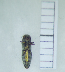 Buprestidae