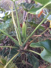 Thaumatophyllum saxicola