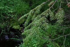 Picea jezoensis