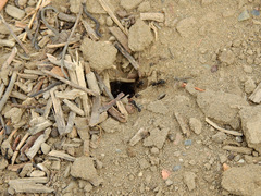 Acromyrmex lobicornis