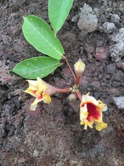Mandevilla