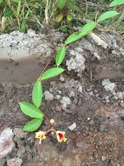 Mandevilla