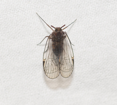 Cixioidea