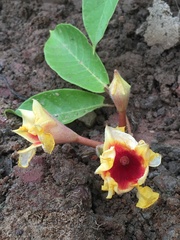 Mandevilla