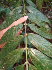 Urophyllum streptopodium