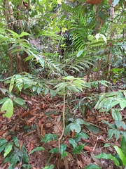 Urophyllum streptopodium