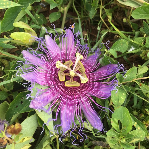 Image of Passiflora cincinnata by (c) B. Phalan, some rights reserved (CC BY)