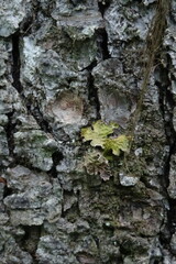 Lobaria pulmonaria