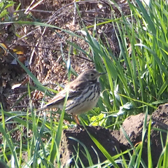 Anthus rubescens japonicus