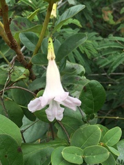 Bignonieae
