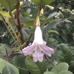 Bignonieae