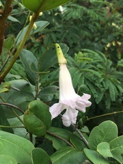 Bignonieae