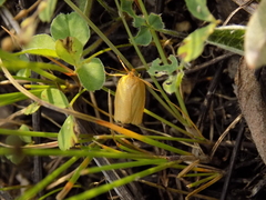Zelotherses paleana
