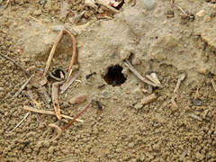 Acromyrmex lobicornis