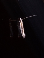 Erechthias stilbella