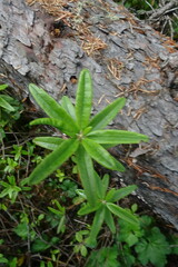Rhododendron hypoleucum