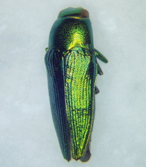 Buprestidae