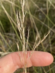 Triodia microstachya