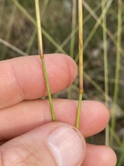 Triodia microstachya