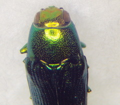 Buprestidae