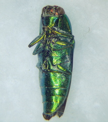 Buprestidae