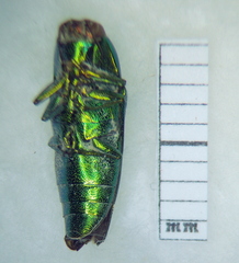 Buprestidae
