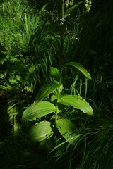 Veratrum oxysepalum